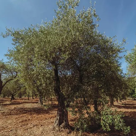 Sant'anna * אלגהרו